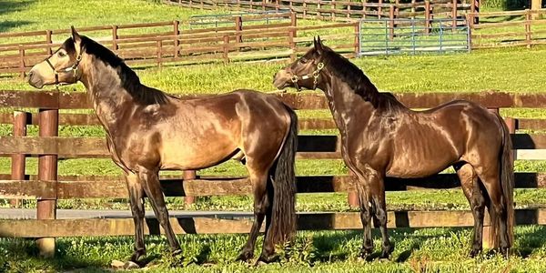 Two handsome Connemara ponies enjoying the Kentucky weather 