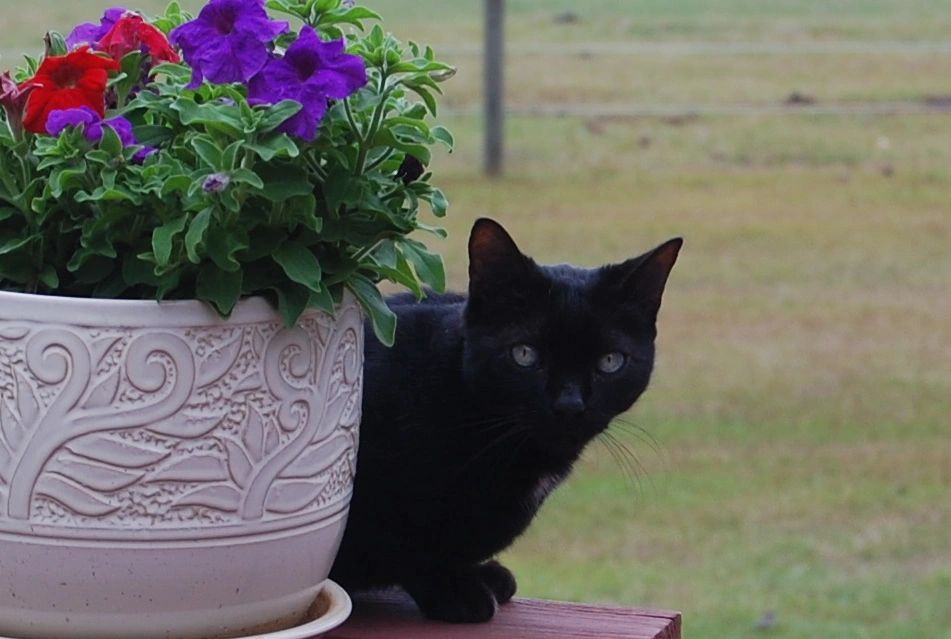Dr. Ackerman's cat, Rascal