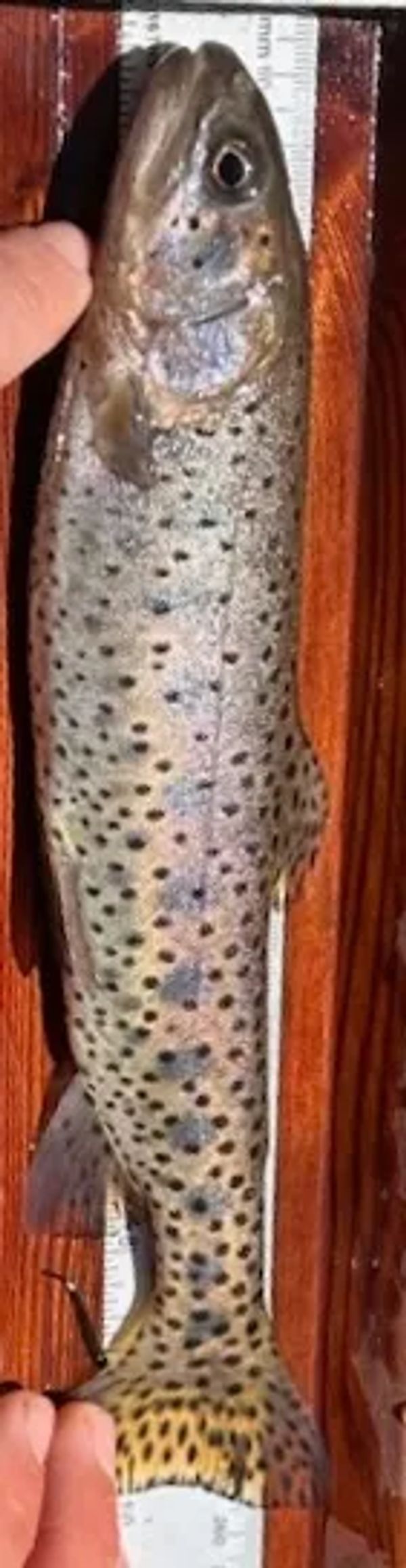 First Lahontan Cuttthroat Trout to return to 3rd Creek in over 80 years.