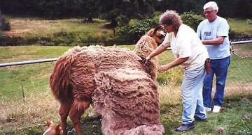 Heavy wool llama being shorn with hand shears.