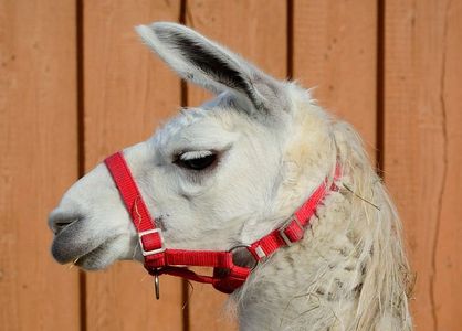 Poorly fitted halter on a llama.