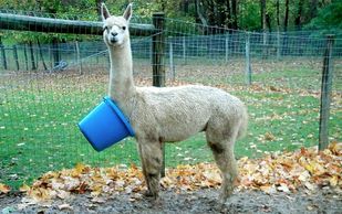 Alpaca that has gotten a bucket  caught on his neck.