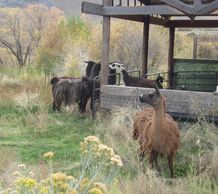 Llamas at their new home after being rescued from near death in the Colorado desert.