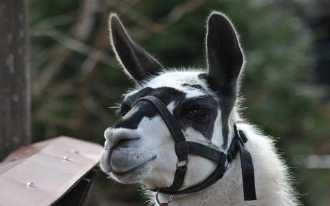 Photo of correctly fitted halter on a llama.