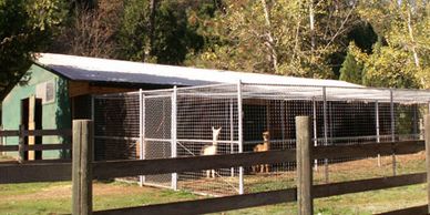 Alpacas in a safe enclose.