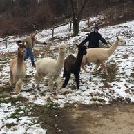 Photo of two people with arms stretched out herding 4 alpacas.