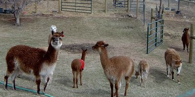 Alpacas in a group with a baby  wearing a red coat to keep it warm.