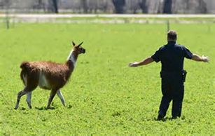 A policeman guiding a loose llama by having his arms out stretched and moving slowly.