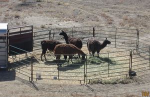 Photo of a catch pen made with portable panels and with a trailer attached that had feed in it.