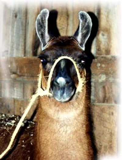   A simple halter made from a catch rope.