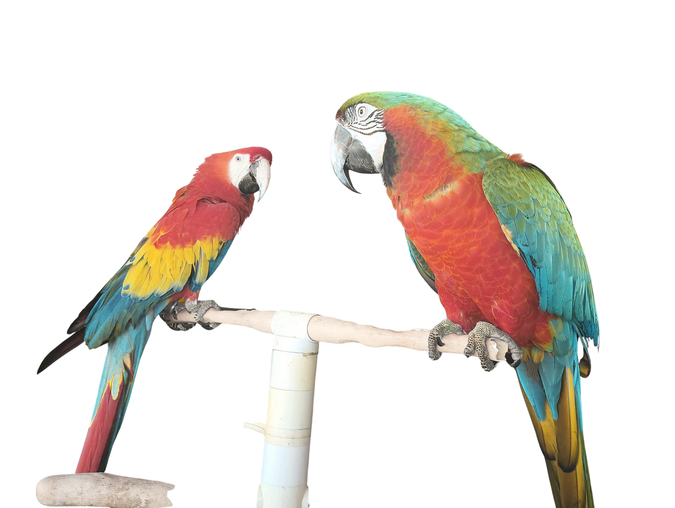 Two colorful parrots perched on a wooden stand.