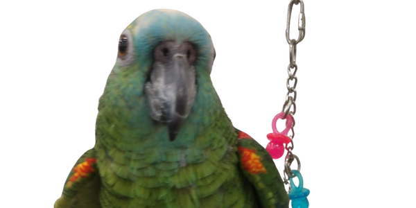 A green parrot with blue and orange feathers perched on a wooden swing.