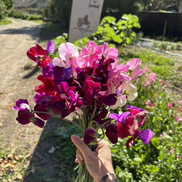 U-Pick sweet pea flowers 
