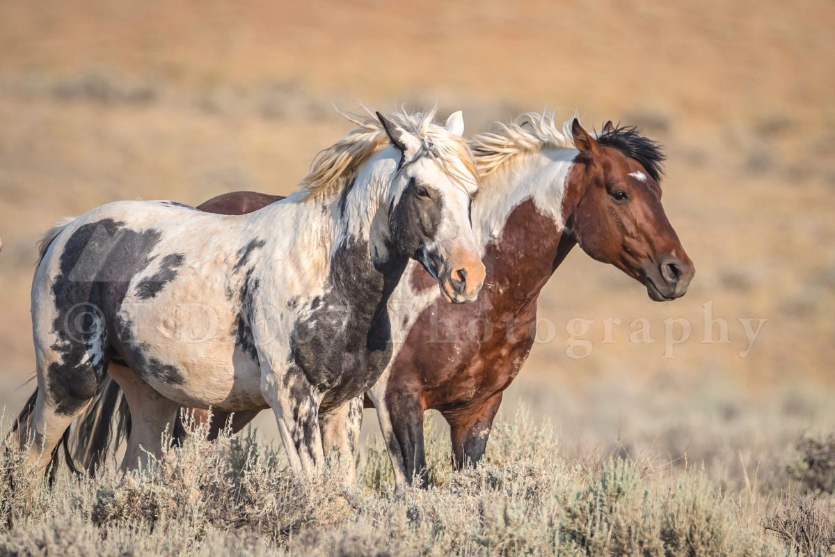 Aquitaine Duo Stud