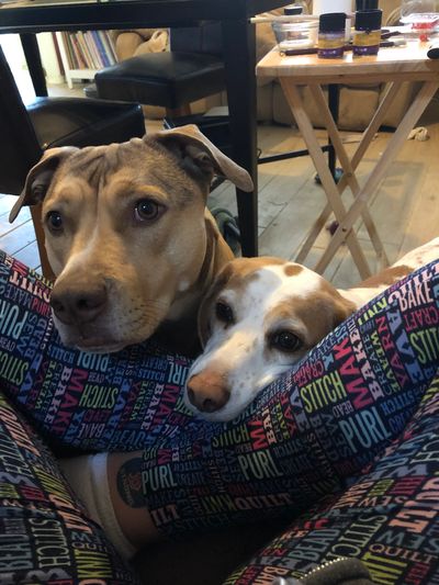 Two dogs resting their heads on colorful, word-patterned leggings indoors.