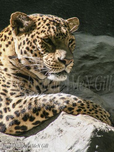 "Leopard Watching" Image by Rich AMeN Gill