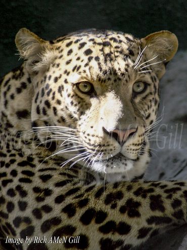 "Staring Leopard" Image by Rich AMeN Gill