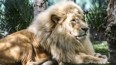 "Male White Lion Resting" Image by Rich AMeN Gill