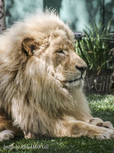 Image of White Lion taken by Rich AMeN Gill