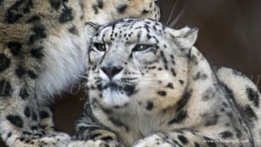 "Snow Leopard 01" Image by Rich AMeN Gill