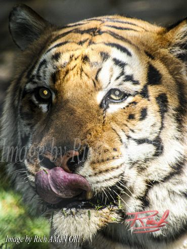"Tiger Up Close" Image by Rich AMeN Gill