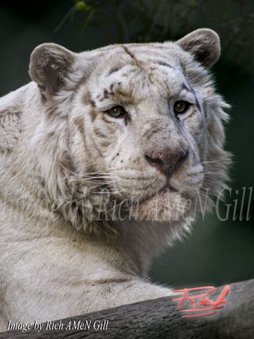 "White Liger Up Close" Image by Rich AMeN Gill
