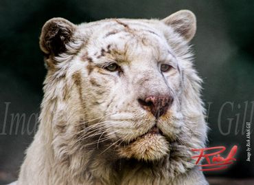 "White Liger 02" Image by Rich AMeN Gill