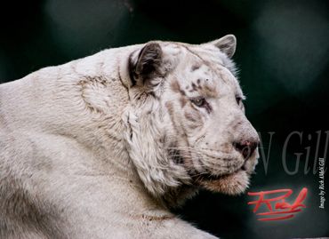 "White Liger 02" Image by Rich AMeN Gill