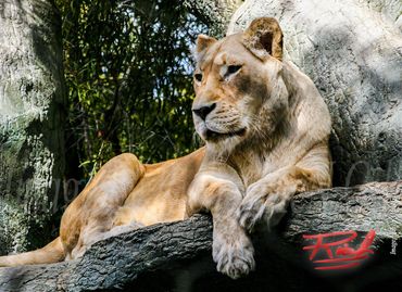 "White Lion Female 02" Image by Rich AMeN Gill