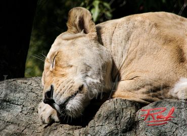 "White Lion Female" Image by Rich Amen Gill 