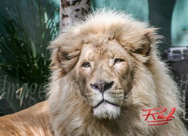 "White Lion Male 02" Image By rich AMeN Gill