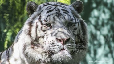 "White Tiger 01" Image by Rich AMeN Gill