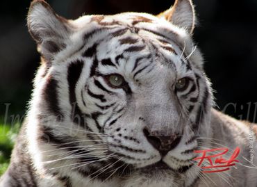 "White Tiger Looking" Image by Rich AMeN Gill