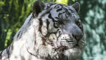 " White Tiger 02" Image by Rich AMeN Gill