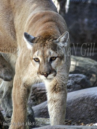 "Mountain Lion" Image Taken by Rich AMeN Gill