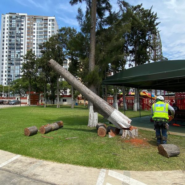 Árbol siendo talado en área urbana.