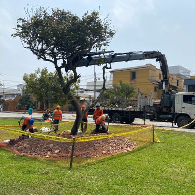 Trabajadores podan un árbol en un parque urbano.