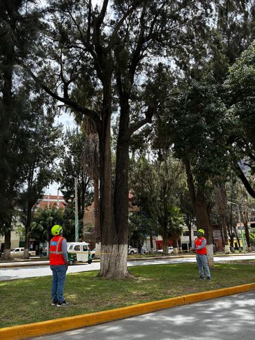 Two workers in safety gear inspecting a tree in an urban park.