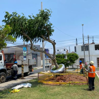 Trabajadores trasplantan un árbol en una zona urbana.