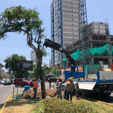 Trabajadores podan un árbol en zona urbana con construcción cercana.