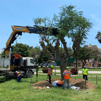 Trabajadores plantando un árbol grande con una grúa en un parque.