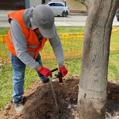 Persona cavando cerca de un árbol con equipo de protección.