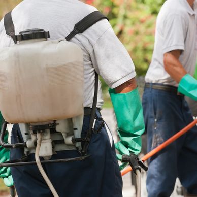 Persona fumigando con equipo de mochila y guantes.