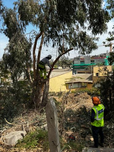 Tala de árboles en Lima