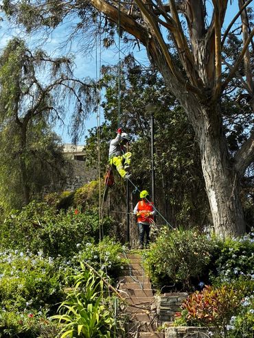 Poda de árboles en Lima