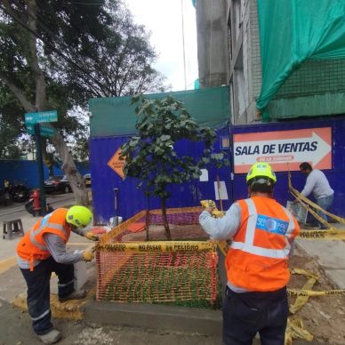 Trabajadores colocando una barrera de seguridad alrededor de un árbol.