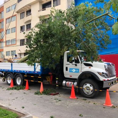 Camión cargando un árbol grande con conos de seguridad alrededor.