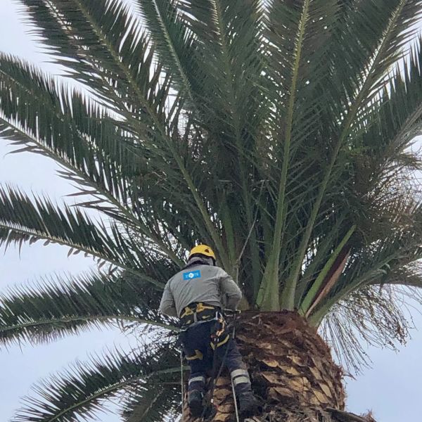 Trabajador podando una palmera con protección de seguridad.