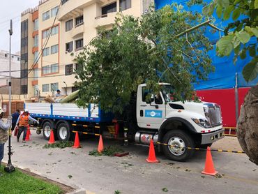 Traslado de árboles en Lima