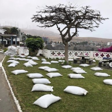 Almohadas blancas esparcidas sobre césped cerca de un árbol.